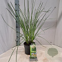 Cortaderia s. 'Pumila' 40-50 cm 3,0L