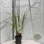 Cortaderia s. 'Pumila' 50-60 cm 6,5L
