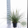 Cortaderia s. Tiny Pampa 50-60 cm 6,5L