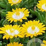 Delosperma Ice Cream Yellow GM P9