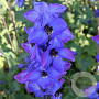 Delphinium 'Waldenburg' GM  P11