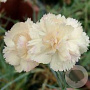 Dianthus (PL) 'Devon Cream' GM P9