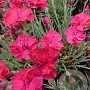 Dianthus grat. 'Bombardier' GM P9