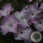 Dianthus 'Whatfield Wisp' GM P9