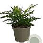 Dryopteris lepidopoda GM 2,0L