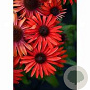 Echinacea 'Fountain Red' GM P9