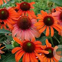 Echinacea 'Julia' GM P9