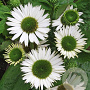 Echinacea p. 'Virgin' GM P9