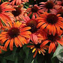 Echinacea 'Sensation Orange' GM P9