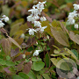 Epimedium diphyllum kitamuranum GM P9