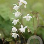 Epimedium setosum GM P9