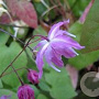 Epimedium y. 'Beni-kujaku' GM P9