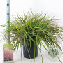 Eragrostis spectabilis 40-60 cm 6,5L