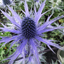 Eryngium bourgatii 'Pen Blue' GM P9