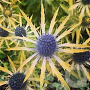 Eryngium zabelii 'Neptunes Gold' GM P9