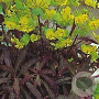Euphorbia amygdal. 'Purpurea' GM P9