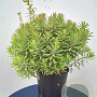 Euphorbia 'Ascot Rainbow' GM P9