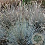 Festuca glauca 'Blauglut' GM P9