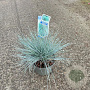 Festuca glauca 'Elijah Blue' 20-25 cm 2,0L