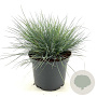 Festuca glauca 'Elijah Blue' 20-25 cm 2,0L