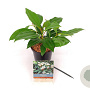 Viburnum davidii 20-30 cm C1.5