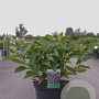 Viburnum davidii 40-50 cm 10L