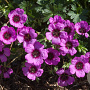 Geranium cin. Jolly Jewel Violet GM P9