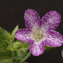 Geranium ox. 'Maurice Moka' GM P9