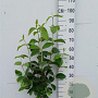 Viburnum lantana 80-100 cm 10L