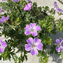 Geranium sang. Frivolius Pink GM P9