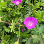 Geranium sang. 'New Hampsh. Purple' GM P9