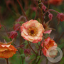 Geum 'Wet Kiss' GM P9