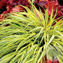 Hakonechloa macra 'Stripe it Rich' GM P9