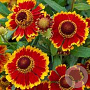 Helenium aut. 'Ranchera' GM P9