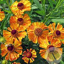 Helenium 'Kleine Aprikose' GM P9