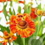 Helenium 'Ring of Fire' GM P9