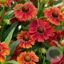 Helenium 'Tom' GM P9