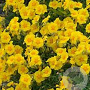 Helianthemum 'Ben Fhada' GM P9