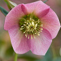Helleborus o. 'Pretty Ellen Pink' GM P9