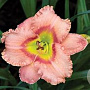 Hemerocallis 'Longfields Glory' GM P9