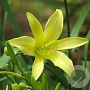 Hemerocallis thunbergii GM P9