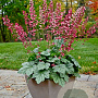 Heuchera 'Berry Timeless' GM P9