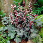 Heuchera 'Red Pearls' GM P9