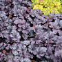 Heuchera 'Shanghai' GM P9