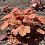 Heuchera 'Southern Comfort' GM P9