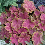 Heuchera 'Tiramisu' GM P9