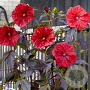 Hibiscus m. Carousel Geant Red GM  P11