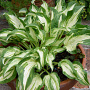 Hosta 'Allegan Fog' GM P9