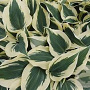 Hosta 'Firn Line' GM P9