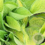 Hosta 'Paradigm' GM P9